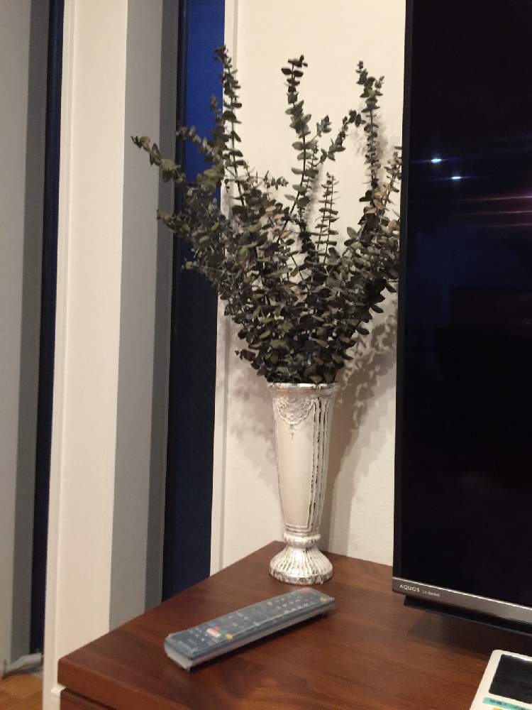 こたりゅーさんの投稿画像 月6月29日 Greensnap グリーンスナップ こたりゅーさんの投稿画像 月6月29日 Greensnap グリーンスナップ