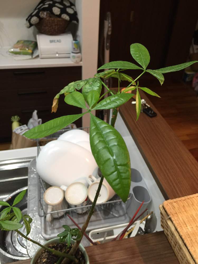 こたりゅーさんの投稿画像 月6月29日 Greensnap グリーンスナップ こたりゅーさんの投稿画像 月6月29日 Greensnap グリーンスナップ