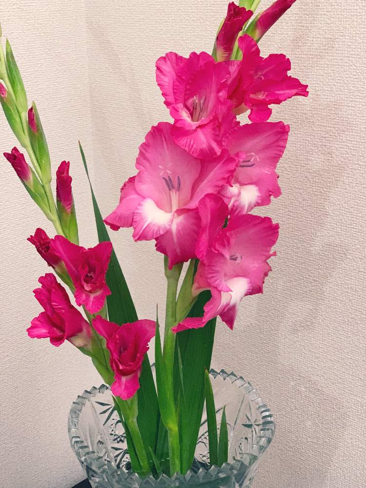 グラジオラスの投稿画像 By ラッキーさん ピンクの花とグラジオラスの花と色鮮やか とかわぃぃ と小さな幸せ と花のある暮らしと部屋とピンクの花と グラジオラスの花と色鮮やか とかわぃぃ と小さな幸せ と花のある暮らし 月6月29日 Greensnap グリーン