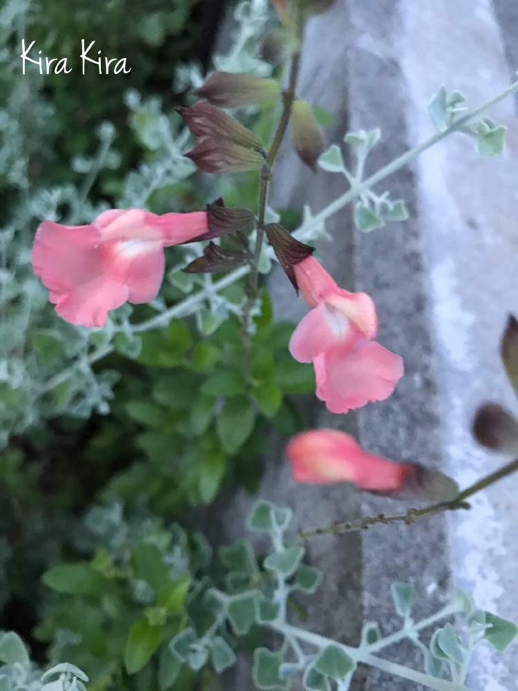 サーモンダンスの投稿画像 By キラキラネーム さん 花のある暮らしとグリーンのある暮らしと週末ガーデナーと宿根サルビア 月6月29日 Greensnap グリーンスナップ