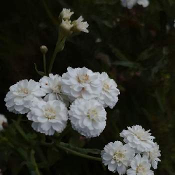 アキレア プタルミカの画像 by サスケさん | 八重咲きアキレアとアキレア プタルミカ