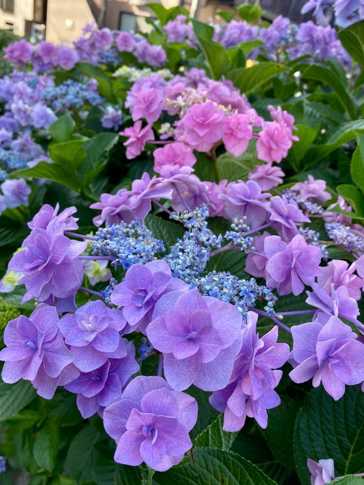 ガクアジサイの投稿画像 By さいたまさん 紫陽花と毎日 紫陽花と紫陽花が好き と紫陽花が大好き とイキイキ と小さい花の癒し と皆様に心から感謝 と花びらの魅力 と紫色の花に弱い 月6月29日 Greensnap グリーンスナップ