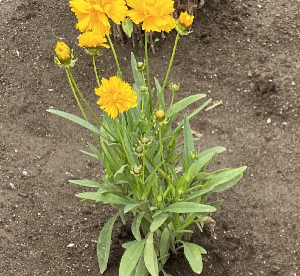 キンケイギクの投稿画像 By さゆりさん 月6月29日 Greensnap グリーンスナップ Greensnap グリーンスナップ キンケイギクの投稿画像 By さゆりさん 月6月29日 Greensnap グリーンスナップ Greensnap グリーンスナップ