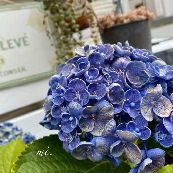 あじさい ポップコーンの投稿画像一覧 Greensnap グリーンスナップ