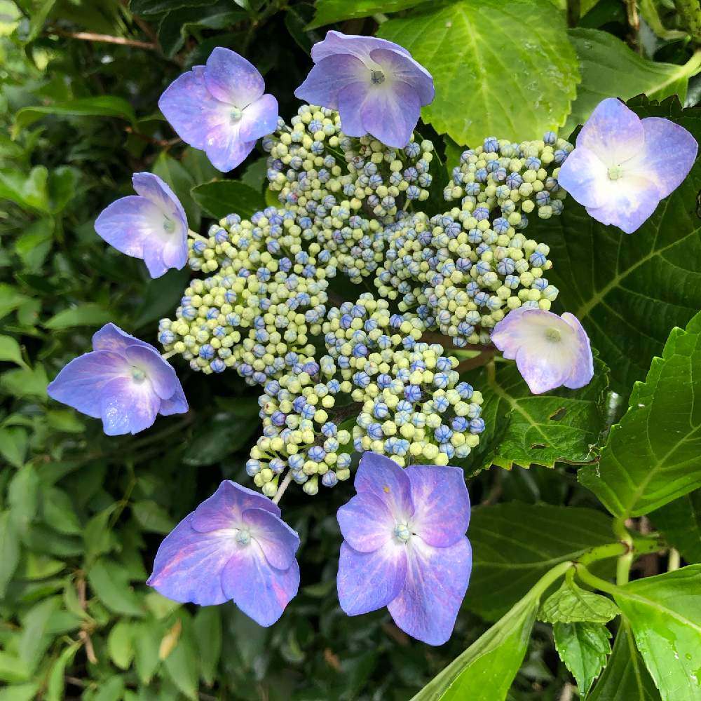 紫陽花の投稿画像 By Beadsさん 山の中の庭と秋田県と北国と咲き始めとほっといても咲くと丈夫な子 と実家の庭と花のある暮らし 月6月29日 Greensnap グリーンスナップ