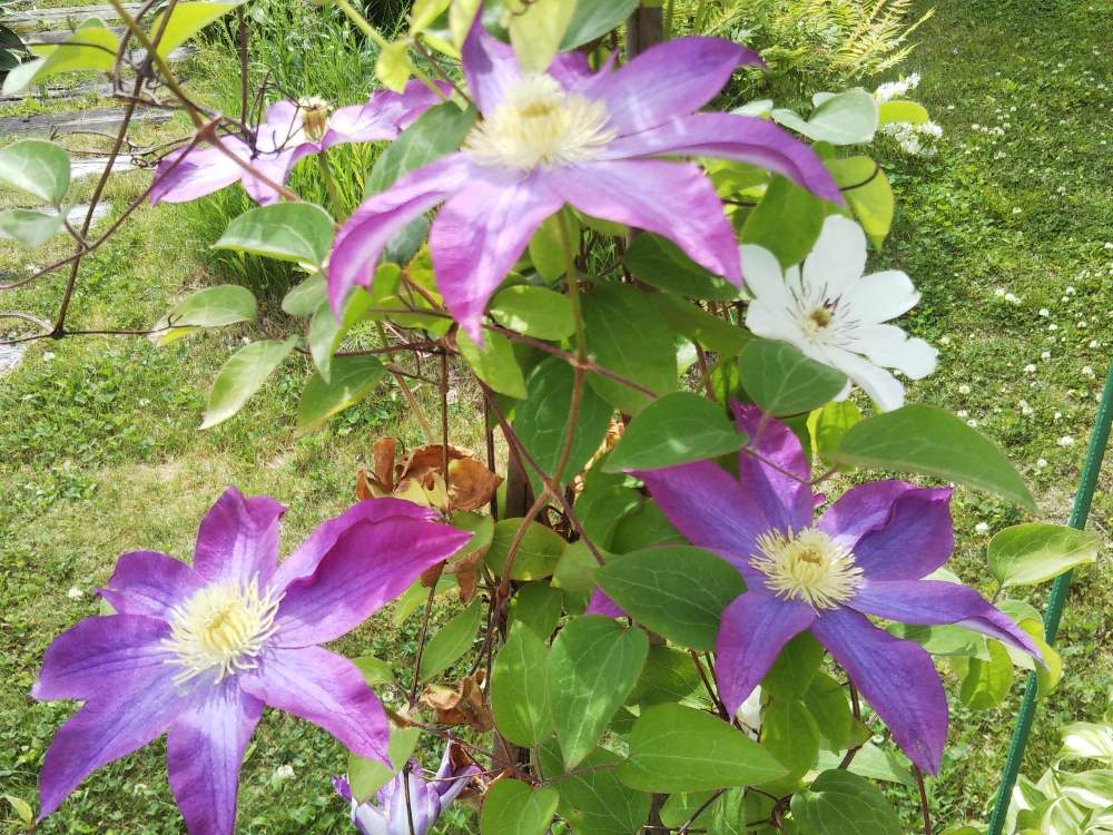 クレマチスの投稿画像 By あしにあいさん 美しい景色と美しい花達 月6月29日 Greensnap グリーンスナップ