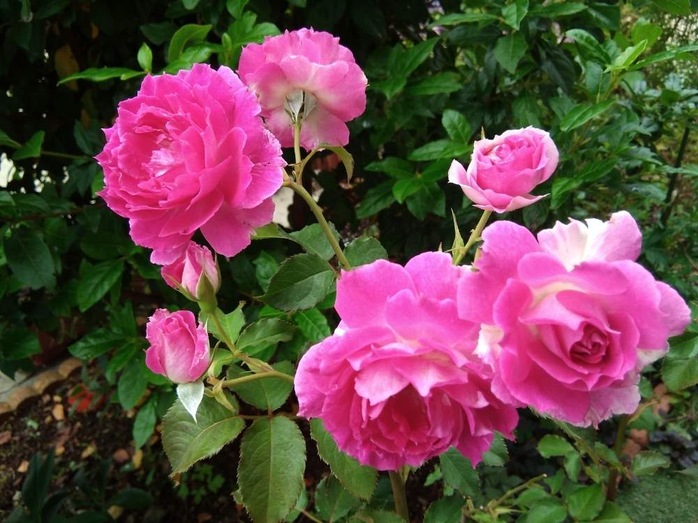 バラ シェエラザードの投稿画像 By ちけさん 花のある暮らしとばら バラ 薔薇とシェエラザード とおうち園芸 月6月29日 Greensnap グリーンスナップ