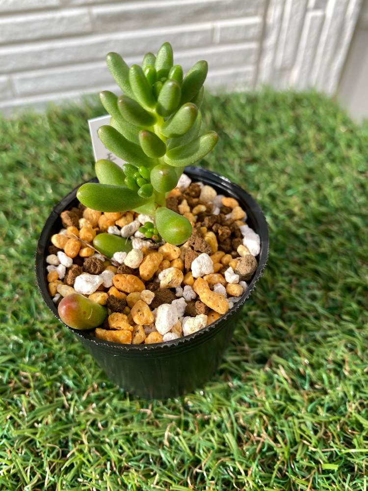 虹の玉の投稿画像 By Nozomi さん 多肉植物と多肉初心者と徒長 月6月29日 Greensnap グリーンスナップ