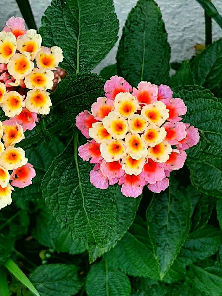 ランタナの投稿画像 By Eratoさん 道端とシチヘンゲ属と道端とシチヘンゲ属 月6月29日 Greensnap グリーンスナップ Greensnap グリーンスナップ