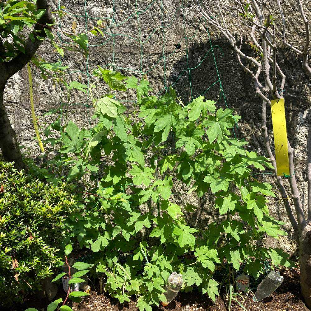 初めてのゴーヤ Greensnap グリーンスナップ