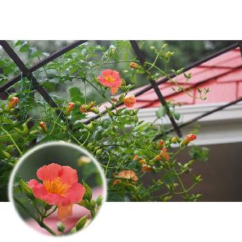 ６月の花の画像 by 我楽多さん | 小さな庭とノウゼンカズラと６月の花とOLY 40-150mm F2.8 ProとOM-D E-M1Ⅱ