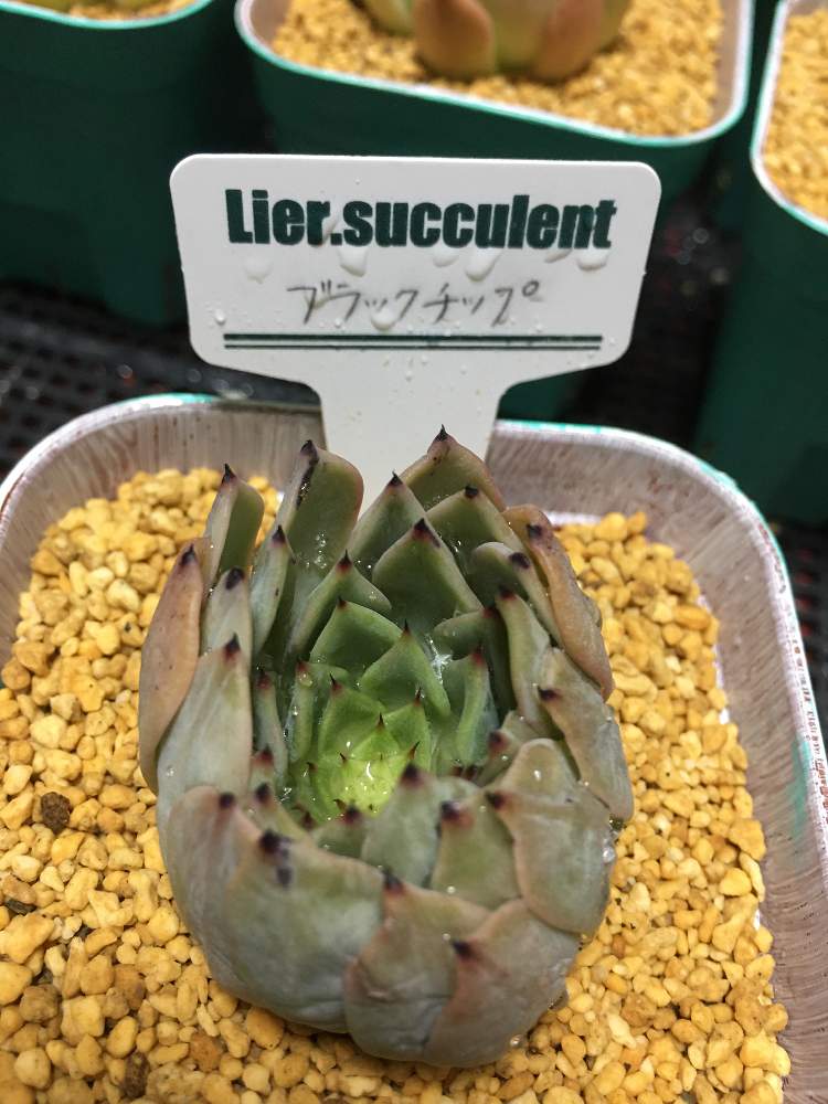 売却済み 多肉植物 リエール苗 ブラックチップ