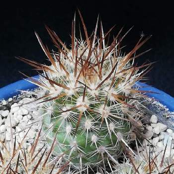 逆竜玉の投稿画像一覧 Greensnap グリーンスナップ