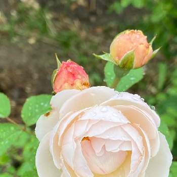『バラとクレマチス』フォトコンの画像 by ニコニコさん | 小さな庭とバラ ウィンチェスター・キャシードラルと『バラとクレマチス』フォトコンとバラのスペースから