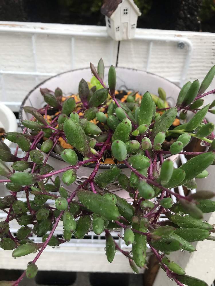 ルビーネックレスの投稿画像 By まるまるmamaさん ぷりぷり多肉ちゃんと多肉女子と こまち多肉部 と花のある暮らしと多肉寄せ植え 月6月30日 Greensnap グリーンスナップ