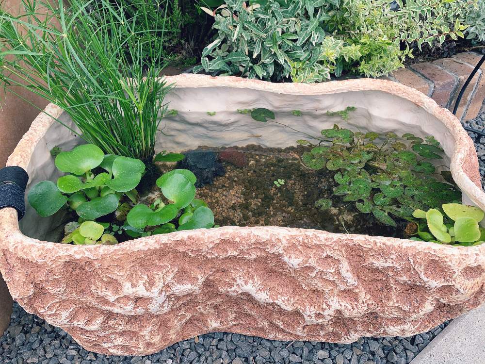 ホテイアオイの投稿画像 By Ner0l1さん 浮草と姫睡蓮とビオトープと水生植物とミナミヌマエビとメダカと水草 月6月30日 Greensnap グリーンスナップ