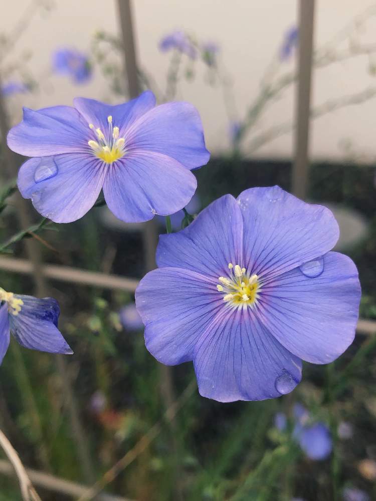亜麻の投稿画像 By まなさん 青い花と風に揺れると札幌とさわやかな季節 月6月30日 Greensnap グリーンスナップ
