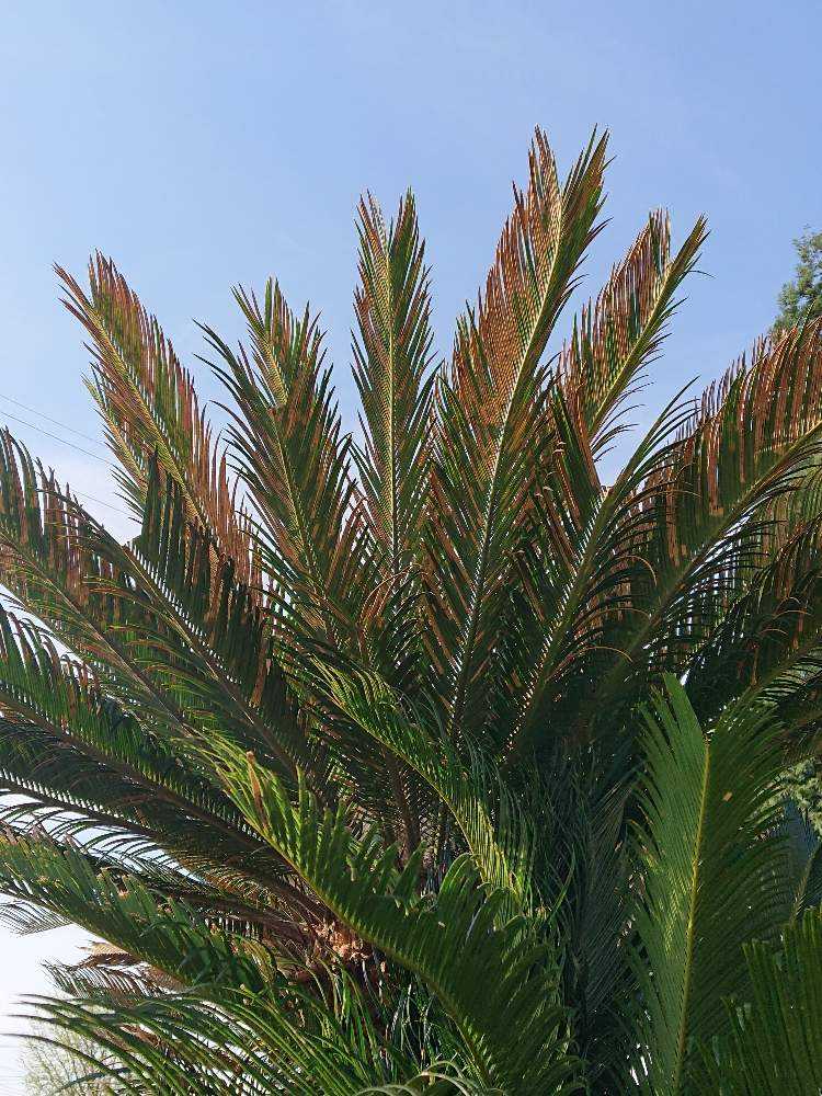 蘇鉄 Greensnap グリーンスナップ