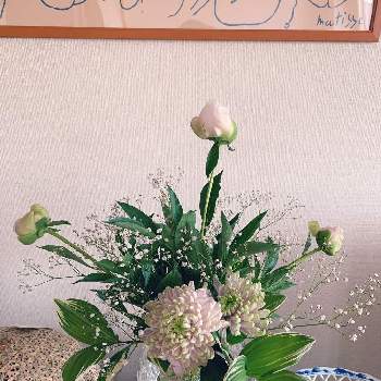 大輪菊の画像 by Hanaさん | 部屋とちいさいお花と切花と面白いとかすみそう白と花のある暮らしと大輪菊と芍薬の花