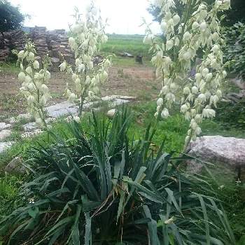 イトランの投稿画像一覧 Greensnap グリーンスナップ