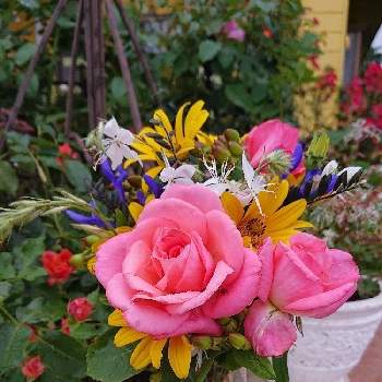 メドウセージの花♡の画像 by ＹＵＭＩＫＯさん | 小さな庭とガウラ♡と薔薇愛同盟と花が好き❤と名前のわからない黄色い花と植中毒とメドウセージの花♡と薔薇が好き❤と芳純と花のある暮らしとヒペリカム❇︎といい色♡と今日の花束