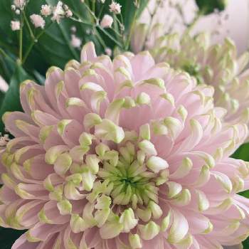 大輪菊の画像 by Hanaさん | 植物のある暮らしと切花と面白いと癒されると可愛いと花のある暮らしと大輪菊