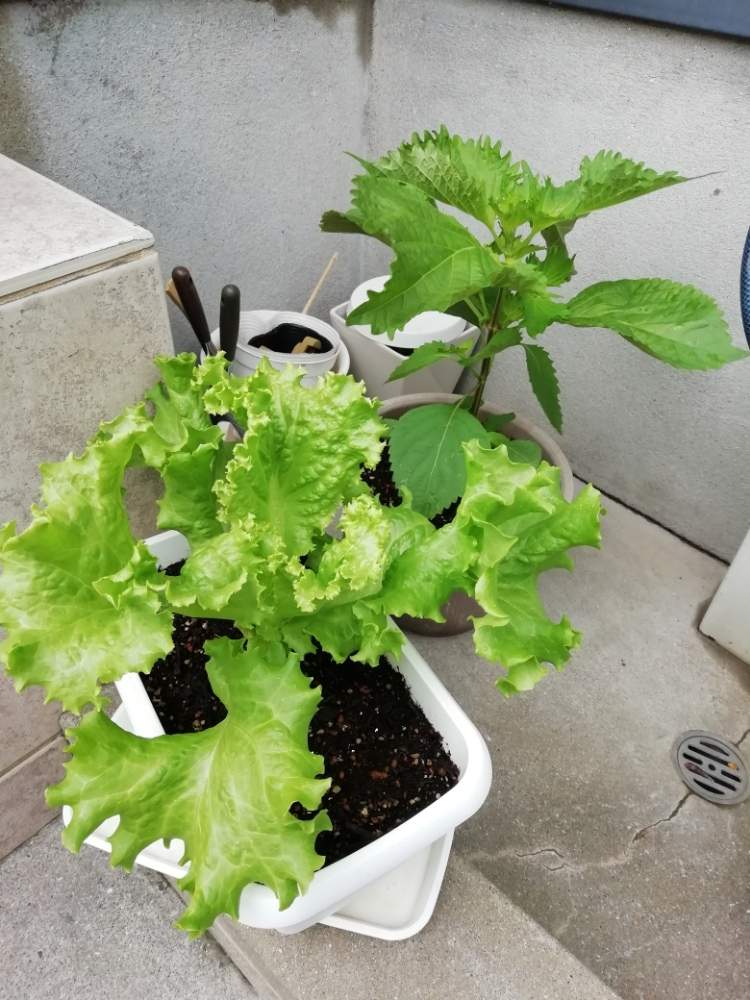 しその投稿画像 By Churarinさん ちしゃ葉とプランター野菜とプランターとおうちde菜園とコンクリートの上と野菜作り初チャレンジとおうち園芸と梅雨と鉢植えとプランター栽培と園芸初心者と玄関前 月6月30日 Greensnap グリーンスナップ