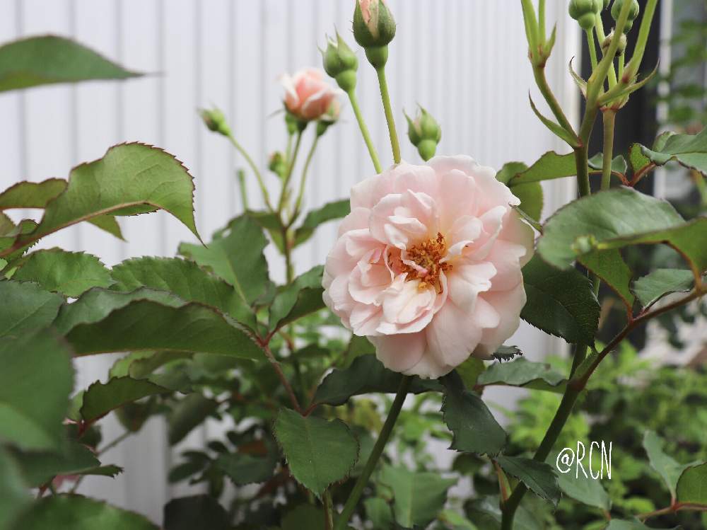 バラの投稿画像 By Rcnさん フェリシアと薔薇フェリシアとばら バラ 薔薇とつぼみがたくさんと南側庭といい香りと優しい色 月6月30日 Greensnap グリーンスナップ