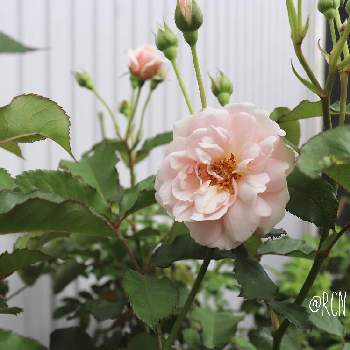 バラ フェリシアの画像 by rcnさん | 小さな庭とバラとフェリシアとバラ フェリシアと薔薇フェリシアとばら バラ 薔薇とつぼみがたくさんと南側庭といい香りと優しい色