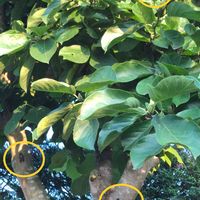 ハクモクレン,お庭,昆虫シリーズの画像