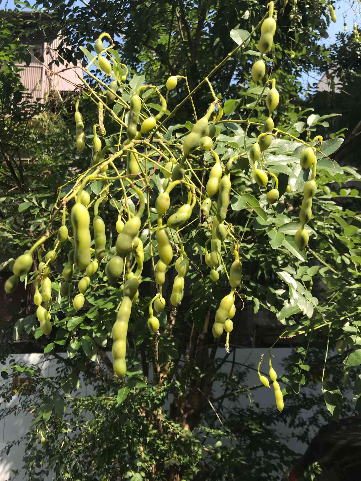 エンジュ（槐）Japanese Pagoda Tree｜🍀GreenSnap（グリーン