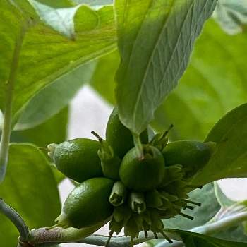 ハナミズキの青い実の投稿画像一覧 Greensnap グリーンスナップ