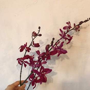 アランセラアランダの投稿画像一覧 Greensnap グリーンスナップ