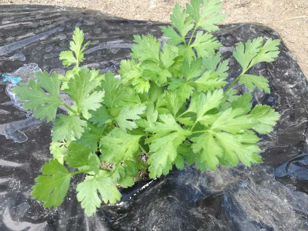 ハーブ イタリアンパセリの成長記録 5 25 Greensnap グリーンスナップ