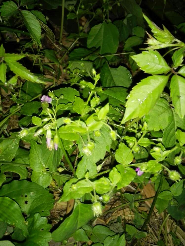 ムラサキカタバミとハコベの投稿画像 By 団長さん 月6月30日 Greensnap グリーンスナップ