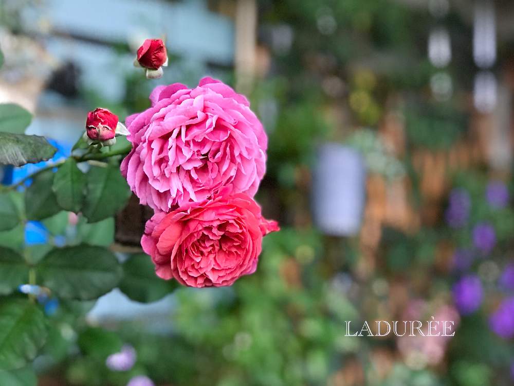 私のローズガーデンinベランダ の投稿画像 By Nyacoさん ばら バラ 薔薇とベランダガーデニングとバラのある暮らしとベランダガーデンとギヨー とおうち園芸とラデュレとnyaco S Rose 春 とバラが好きとgsでバラ園と薔薇 とバラ ミニバラとロザリアンとベランダ