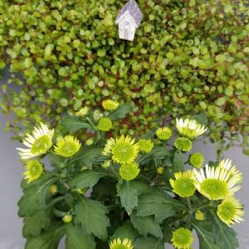 みどりの花の画像 by Etsuさん | ちいさな幸せ♡とおうち園芸と緑のある暮らしとかわぃぃ。とみどりの花と鉢植えとみどりに癒されると花のある暮らしと自宅屋上