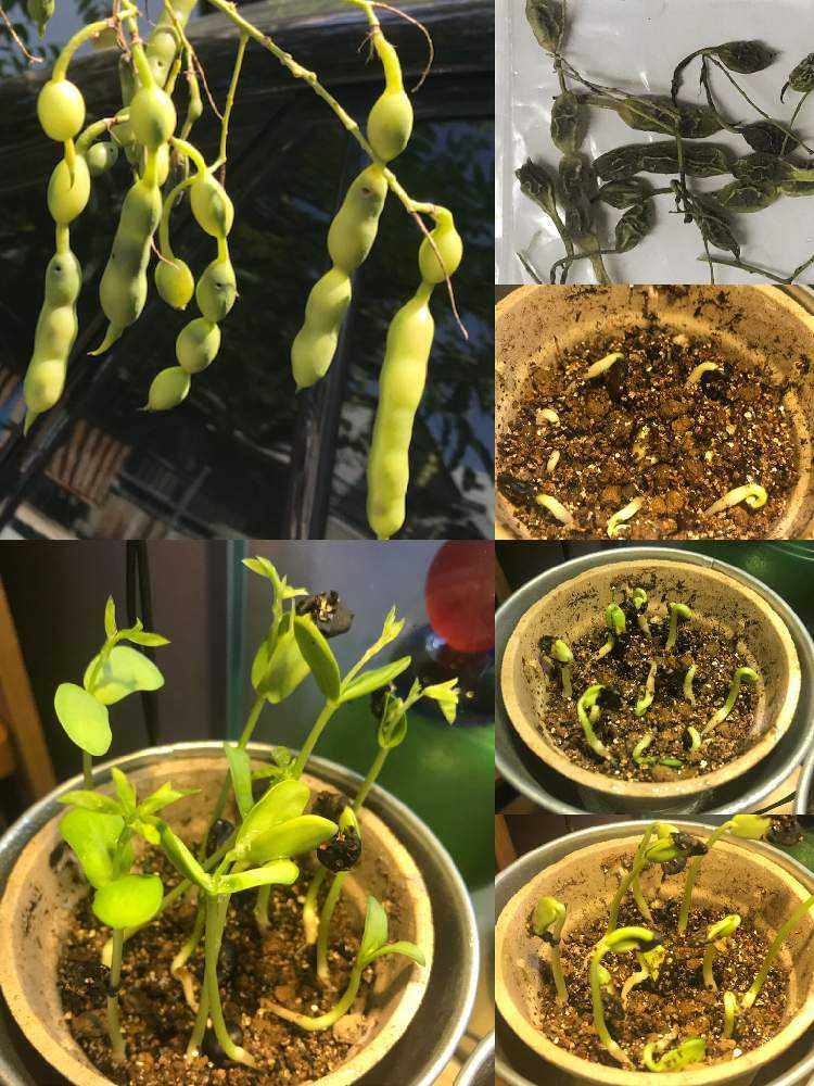 エンジュ（槐）Japanese Pagoda Tree｜🍀GreenSnap（グリーンスナップ）