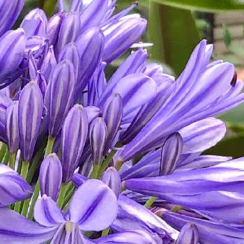 心安らぐ色 の投稿画像一覧 Greensnap グリーンスナップ