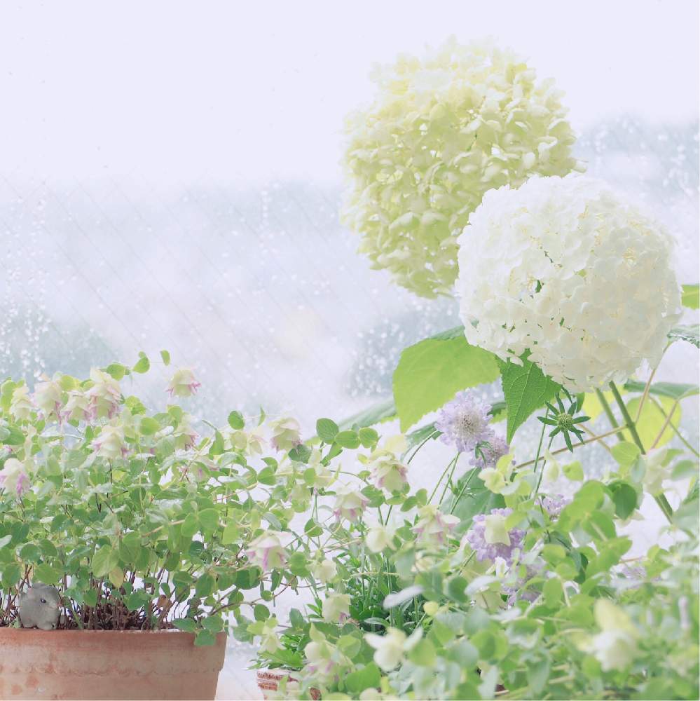スカビオサの投稿画像 By Luckyandlienさん オレガノ ケントビューティーとアナベルとアンティークカラーと優しい色合い と梅雨と紫陽花 アジサイ あじさいと淡い色合いとハーブと鉢植えと花のある暮らしと白が好きと大人かわいい と放ったらかしでごめんね 月6月