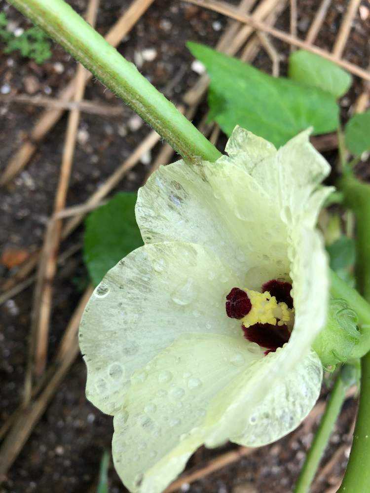 ネバネバ夏野菜の栽培記録 Greensnap グリーンスナップ