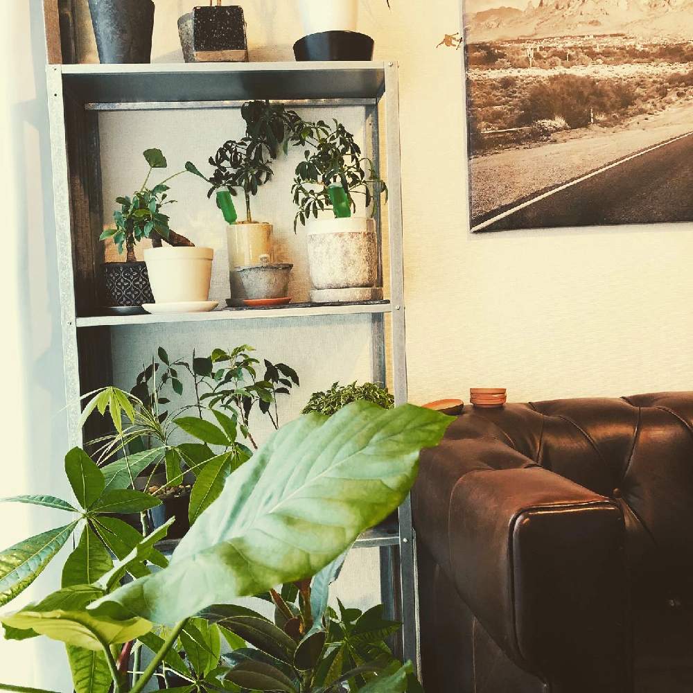 グリーンインテリアの投稿画像 By Shunsukeさん インテリアと植物とお部屋のグリーンと梅雨明け楽しみ 月6月30日 Greensnap グリーンスナップ