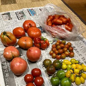 ミニトマト　イエローペアの画像 by dp106さん | 畑とレッドベリーとミニトマト ミニキャロルとサンマルツァーノ　リゼルバと世界一トマトとトマト ロマネスコとトマト グリーンゼブラとマーマンドとルネッサンス(トマト)とリグーリア（トマト）とミニトマト　イエローペアとベルニサージュと家庭菜園