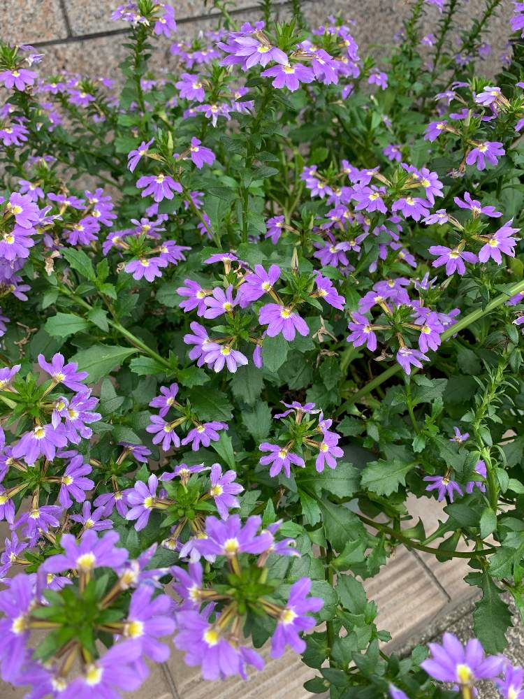 スカエボラ ブルーファンフラワー の投稿画像 By Chieさん 道端の草花と花壇と紫の花とサンクエールとスエヒロソウとお出かけ先と道端の草花と花壇と紫の花 月6月30日 Greensnap グリーンスナップ Greensnap グリーンスナップ