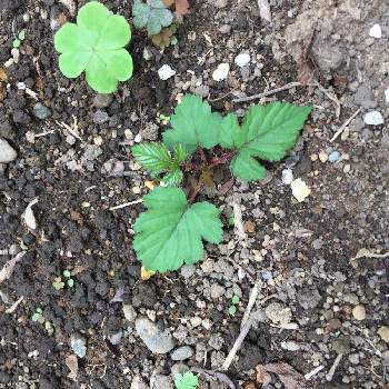 野いちごの投稿画像一覧 Greensnap グリーンスナップ