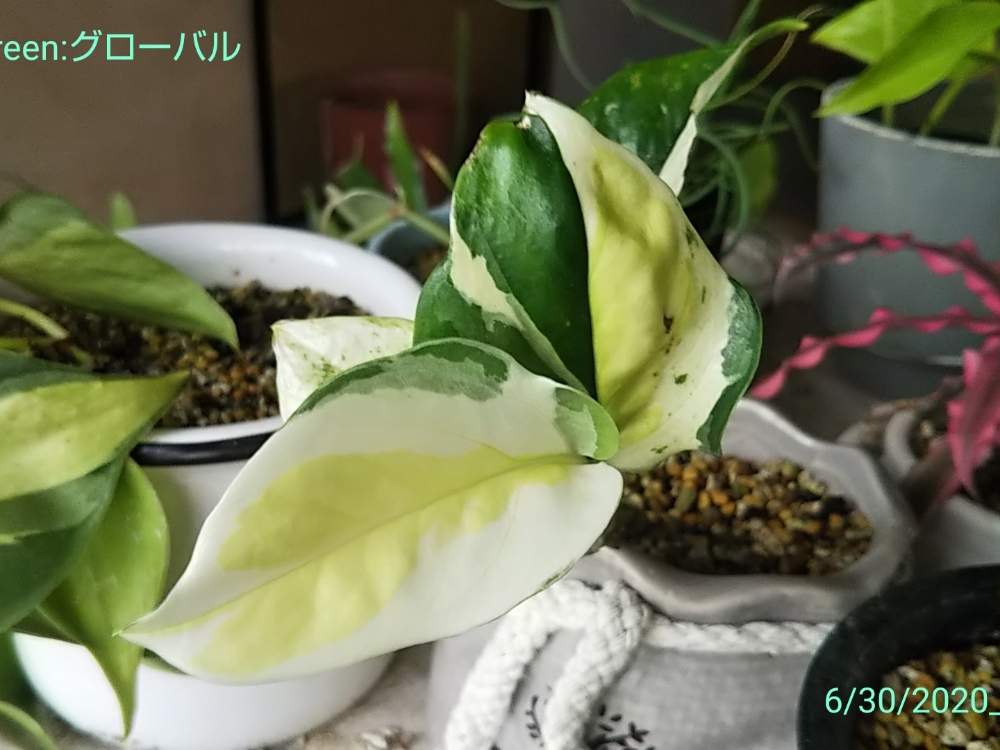 ポトス グレイシャー 日本未入荷 激レア 観葉植物 - フラワー/ガーデン