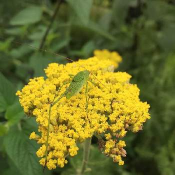 ヤローの花の投稿画像一覧 Greensnap グリーンスナップ