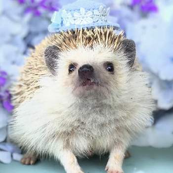 ハリネズミ の投稿画像一覧 Greensnap グリーンスナップ