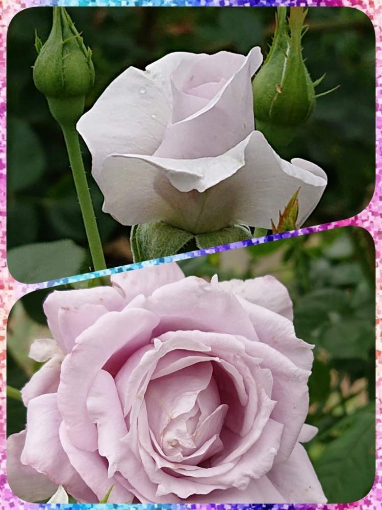 ノヴァーリスの投稿画像 By きこちゃんさん ブルーバユーとバラ 薔薇 ばらとバラ園と感謝 とエールと花のある暮らしとばら 薔薇 バラ 月6月30日 Greensnap グリーンスナップ
