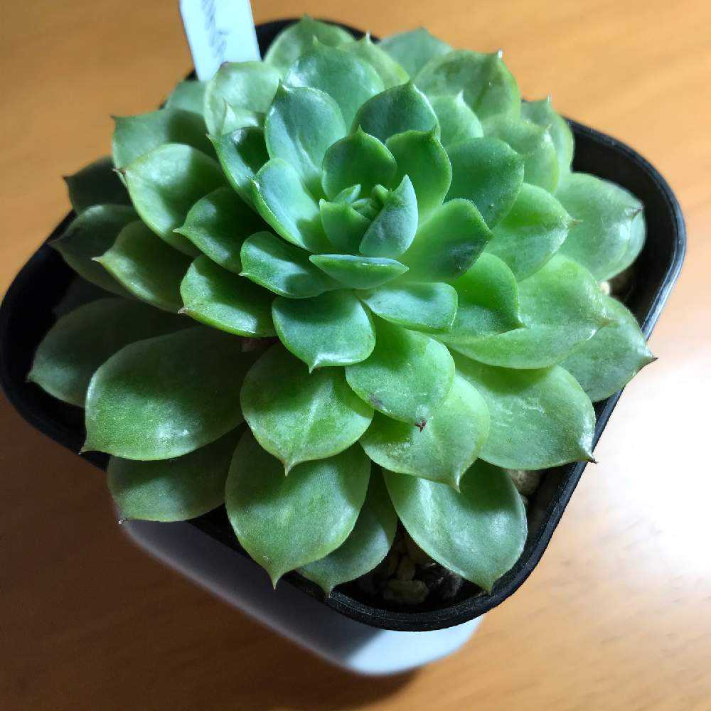 エケベリア種 ライムアンドチリ｜🍀GreenSnap（グリーンスナップ）